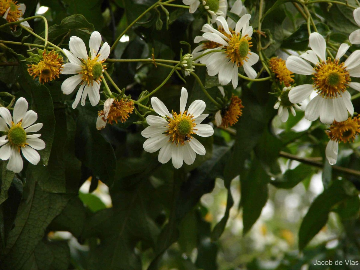 Montanoa grandiflora Hemsl.